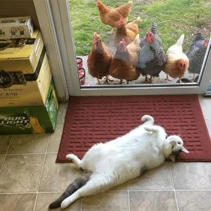 Vicces csirke fotó és vicces kakasok szelfi! (Cocks) Vicces csirke fotó és vicces kakasok szelfi!