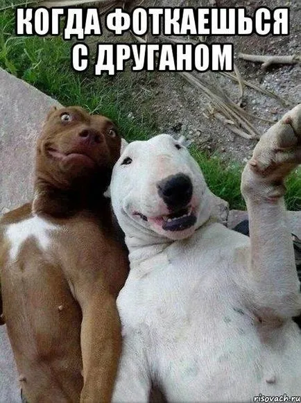 Töltse vicces képek a kutyákról (38 fotó) - vicces kép és humor