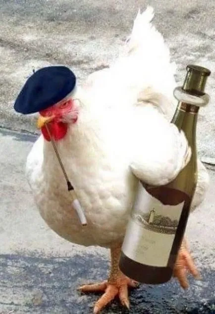 Vicces csirke fotó és vicces kakasok szelfi! (Cool) Vicces csirke fotó és vicces kakasok szelfi!