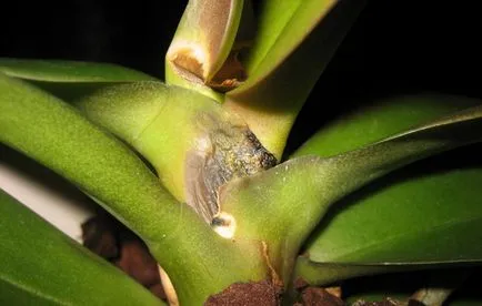 Miért sárga lapot az Orchid Miért sárga lapot az Orchid