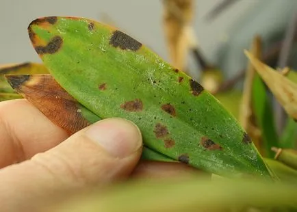 Miért sárga lapot az Orchid Miért sárga lapot az Orchid