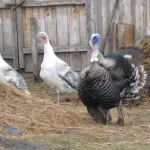 Tartás és tenyésztés pulyka a kertben farm videó
