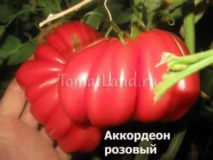 Rózsaszín fajta paradicsom (rózsaszín) Rózsaszín fajta paradicsom