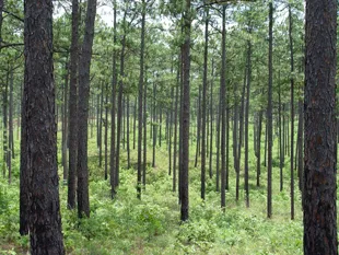 Pine ideális anyag bútorokra