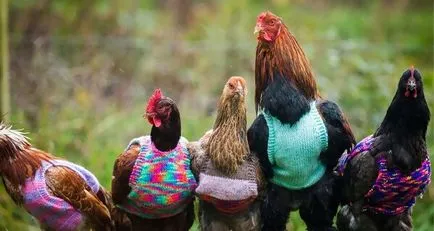 Vicces csirke fotó és vicces kakasok szelfi! (Cool) Vicces csirke fotó és vicces kakasok szelfi!
