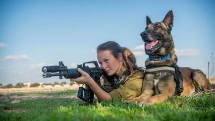 Kutyák IDF szolgáltatás (a kutya „Okecie” Battalion) Kutyák számára a katonai szolgálat
