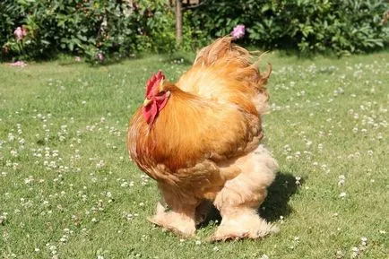 Vicces csirke fotó és vicces kakasok szelfi! (Cool) Vicces csirke fotó és vicces kakasok szelfi!