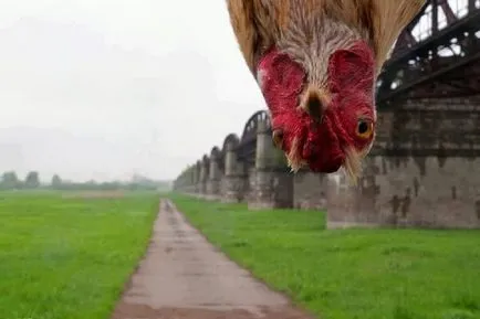 Vicces csirke fotó és vicces kakasok szelfi! (Vicces) Vicces csirke fotó és vicces kakasok szelfi!