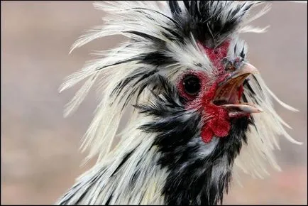 Vicces csirke fotó és vicces kakasok szelfi! (Cool) Vicces csirke fotó és vicces kakasok szelfi!