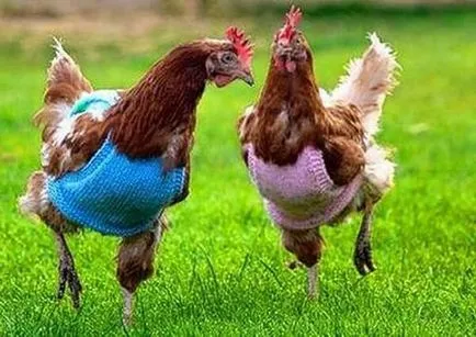 Vicces csirke fotó és vicces kakasok szelfi! (Csirke) Vicces csirke fotó és vicces kakasok szelfi!