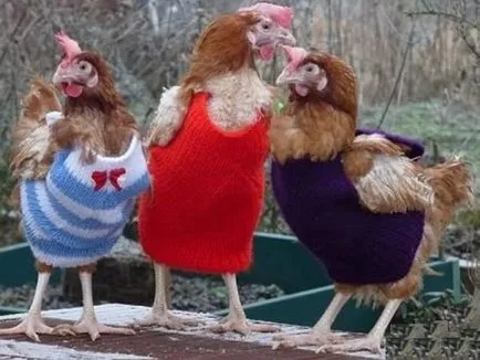 Vicces csirke fotó és vicces kakasok szelfi! (Cool) Vicces csirke fotó és vicces kakasok szelfi!