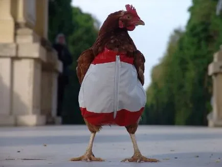 Vicces csirke fotó és vicces kakasok szelfi! (Csirke) Vicces csirke fotó és vicces kakasok szelfi!