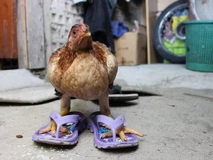 Vicces csirke fotó és vicces kakasok szelfi! (Cocks) Vicces csirke fotó és vicces kakasok szelfi!