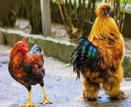 Vicces csirke fotó és vicces kakasok szelfi! (Funny csirke fotó) Vicces csirke fotó és vicces kakasok szelfi!