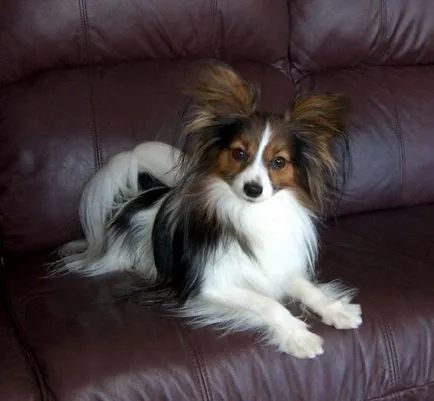 Papillon kutya