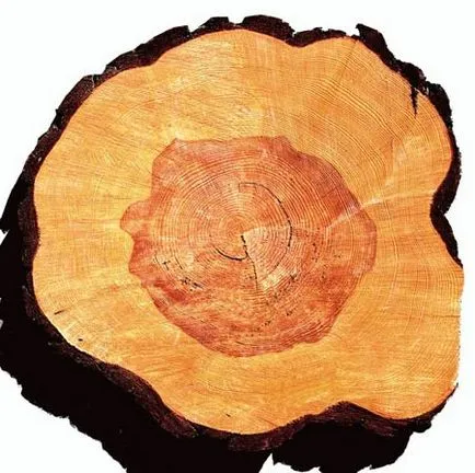 Pine, katalógus, fűrészáru, fa szerkezeti