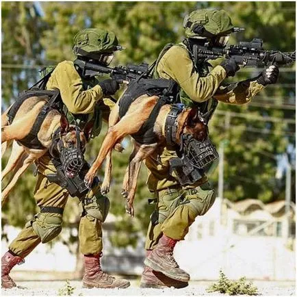 Kutyák IDF szolgáltatás (a kutya „Okecie” Battalion) Kutyák számára a katonai szolgálat