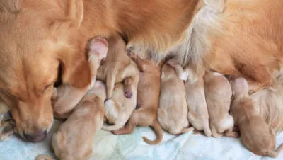 Időzítése és időtartama a terhesség kutyák utolsó terhesség (kb) Időzítése és időtartama a terhesség kutyák utolsó terhesség