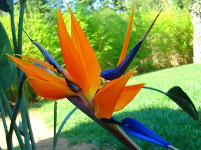 Strelitzia (paradicsommadárral virág) ellátás, nő a kertben, és beltéri (virág) Strelitzia (paradicsommadárral virág) ellátás, nő a kertben, és bent