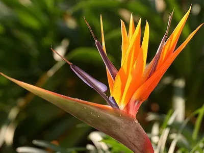 Strelitzia (paradicsommadárral virág) ellátás, nő a kertben, és beltéri (ellátás) Strelitzia (paradicsommadárral virág) ellátás, nő a kertben, és bent