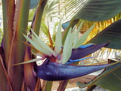 Strelitzia (paradicsommadárral virág) ellátás, nő a kertben, és beltéri (paradicsom) Strelitzia (paradicsommadárral virág) ellátás, nő a kertben, és bent