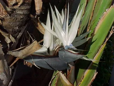 Strelitzia (paradicsommadárral virág) ellátás, nő a kertben, és beltéri (Strelitzia) Strelitzia (paradicsommadárral virág) ellátás, nő a kertben, és bent