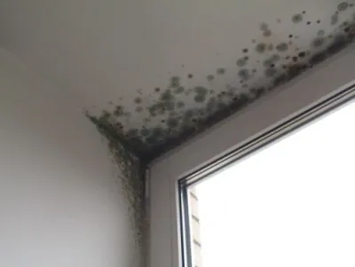 Alapok a penész a falakon a felülvizsgálat a legjobb videók