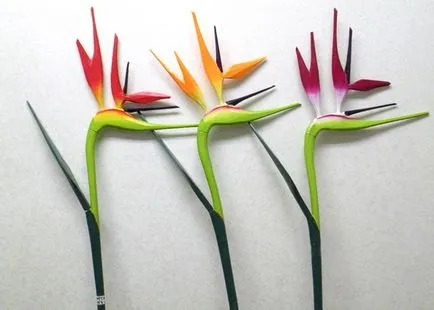 Strelitzia (paradicsommadárral virág) ellátás, nő a kertben, és beltéri (ellátás) Strelitzia (paradicsommadárral virág) ellátás, nő a kertben, és bent