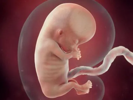 Érettségi fokú a placenta heti táblázatot (lejárat méhlepény heti 2. táblázat érettségi fokú a méhlepény érett placenta-3) Az érettségi fokától a méhlepény hétre chart