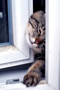 Ennek célja -, hogyan kell megérteni, mi az a