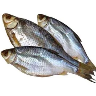 Roach vagy Taranco