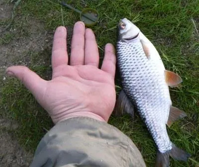 Roach vagy Taranco