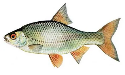 Ram - milyen halat