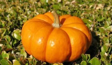 Pumpkin - növényi vagy bogyó, és hogyan kell használni (tök) Pumpkin - növényi vagy bogyó, és hogyan kell használni