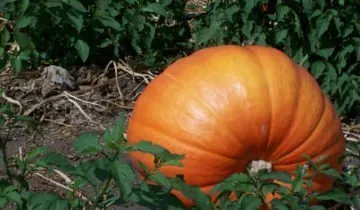 Pumpkin - növényi vagy bogyó, és hogyan kell használni (tök) Pumpkin - növényi vagy bogyó, és hogyan kell használni