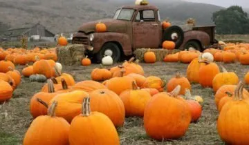 Pumpkin - növényi vagy bogyó, és hogyan kell használni (tök) Pumpkin - növényi vagy bogyó, és hogyan kell használni