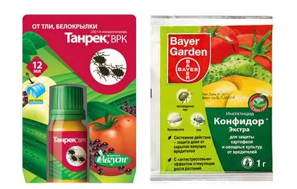 Levéltetvek paradicsom és hogyan kell kezelni hatékonyan megszabadulni a kártevőtől