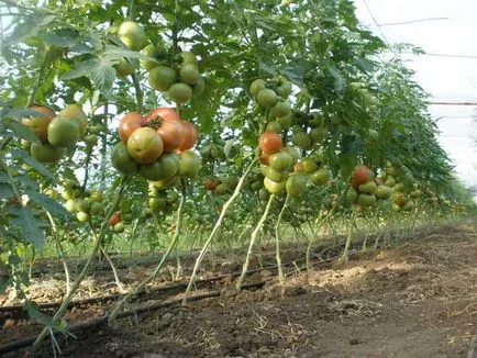 Paradicsom a királyok királya, a hely, az értékelés, akik ültetett, fotó paradicsom, játékfilm, video
