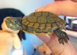 A lágy héjú teknősök - mit kell tenni