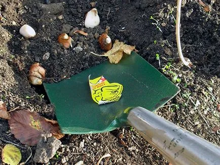 Tulipán az őszi - ültetés a nyílt terepen, mikor és hogyan kell ültetni tulipán ősszel; gondozása tulipán