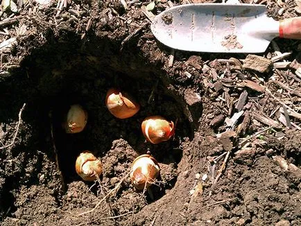 Tulipán az őszi - ültetés a nyílt terepen, mikor és hogyan kell ültetni tulipán ősszel; gondozása tulipán