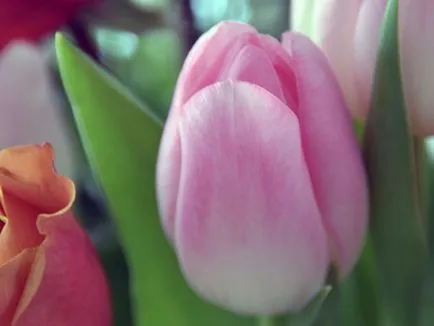 Tulipán az őszi - ültetés a nyílt terepen, mikor és hogyan kell ültetni tulipán ősszel; gondozása tulipán