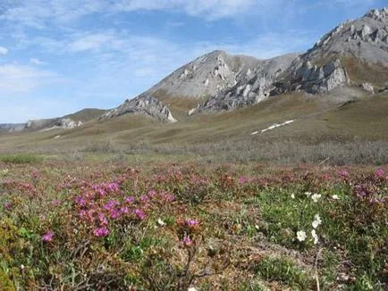 Tundra - természeti területen