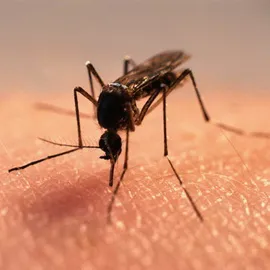 Rovarcsípések gyermekek fényképet, mint a gyógyítás, elsősegély harap a szúnyogok, méhek és darazsak
