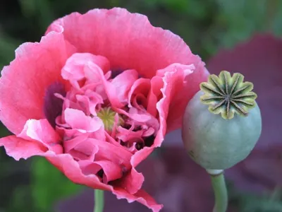 Meglepett papaver, Cleomenes