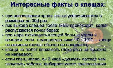 Bite kullancsencephalitis tünetek, kezelés, következményei