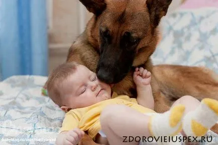 kutya harap, mit tegyen, elsősegély