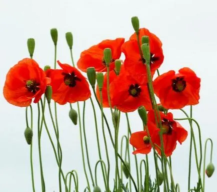 Meglepett papaver, Cleomenes