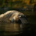 Platypus típusainak leírása érdekes tényeket (fénykép, videó) (vízhőmérséklet mérés) Platypus típusainak leírása érdekes tényeket (fénykép, videó)