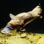 Platypus típusainak leírása érdekes tényeket (fénykép, videó) (kacsacsőrű érdekes állat csőr nő férfi tojás) Platypus típusainak leírása érdekes tényeket (fénykép, videó)